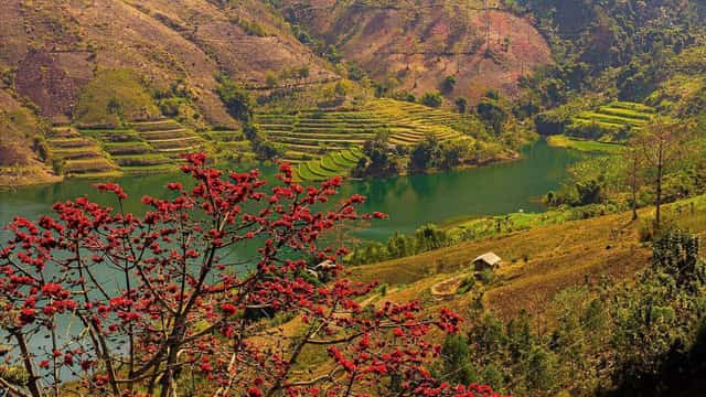 Ngất ngây mùa hoa gạo đỏ bừng bên hồ thủy điện Sơn La