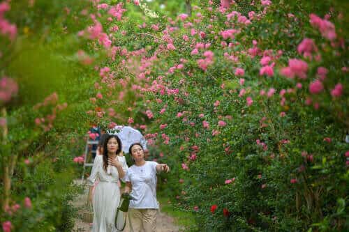 河内市中心，阮善300巷一处影视基地内，紫薇花正绚烂盛开。