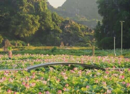 Tam Cốc và phố cổ Hoa Lư được nhiều du khách ghé thăm. Ảnh: Minh Thu, @louisdiep_.
