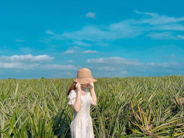 Đồi dứa Tam Điệp - Thánh địa sống ảo tại Ninh Bình