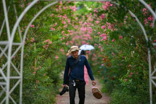 河内市中心，阮善300巷一处影视基地内，紫薇花正绚烂盛开。