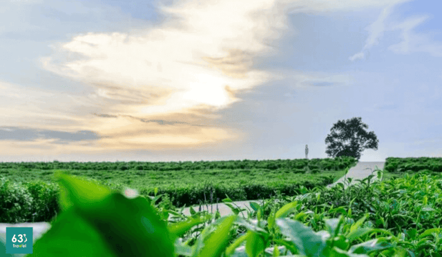 Đồi chè Tân Cương - điểm đến lý tưởng cho chuyến đi du lịch Thái Nguyên