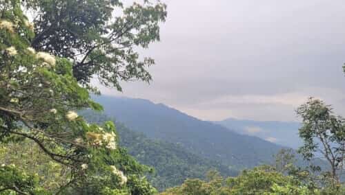 相思1