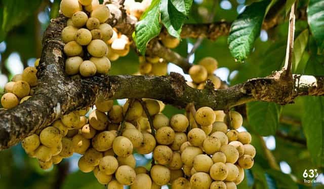 Trái Bòong boong - đặc sản Quảng Nam làm quà hợp ý người thân