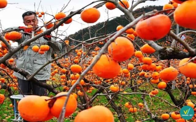 Hồng Hạc Trì