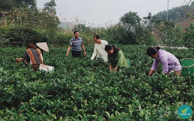 Chè (trà) Bát Tiên Sơn Động