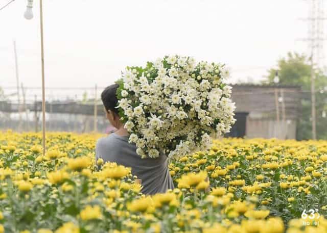 Làng hoa Tây Tựu – Hà Nội