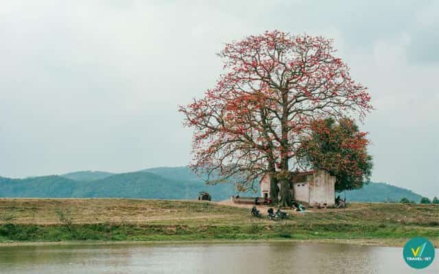 Cây gạo miếu Cô Ba - Bắc Giang