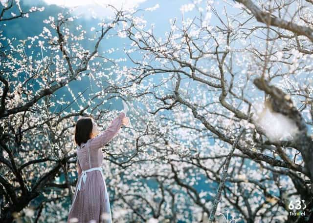 五月越南木州山罗,茶山花谷风光