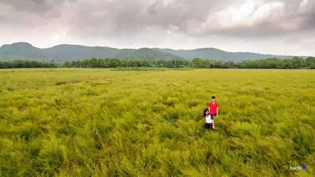 (CLO) Lying at the foot of Côn Sơn Mountain (Chí Linh City, Hải Dương province) is a vast rễ field, dotted with fragrant white flower buds. These days, locals are harvesting the rễ plant, but the rễ field remains a popular destination for tourists to visit and take photos.