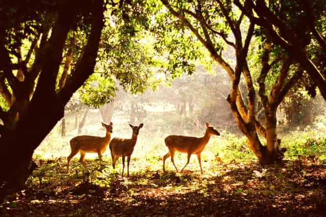 Cúc Phương National Park spans over 22,000 hectares and is a year-round tropical rainforest.