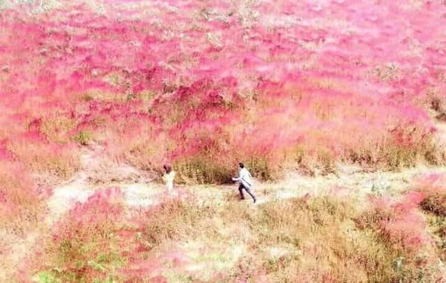 まるで蓬莱仙境のようなピンクグラスの丘