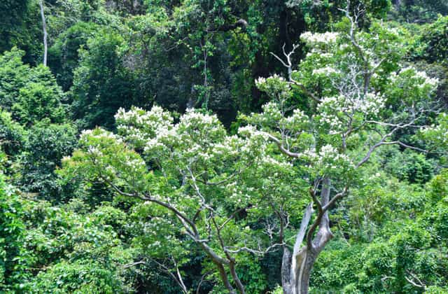 Kinh tế - Núi Tà Cú, điểm du lịch tâm linh ấn tượng cho du khách (Hình 2).