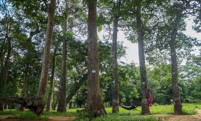 Lớp rừng nguyên sinh thưa xung quanh được bảo tồn nguyên vẹn