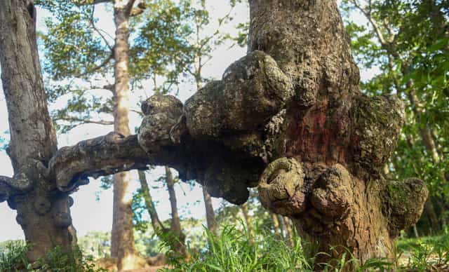 Qua thời gian tác động, xâm thực của mưa gió, phần gốc rễ của nhiều cây cổ thụ nguyên sinh tại đây bị trơ ra