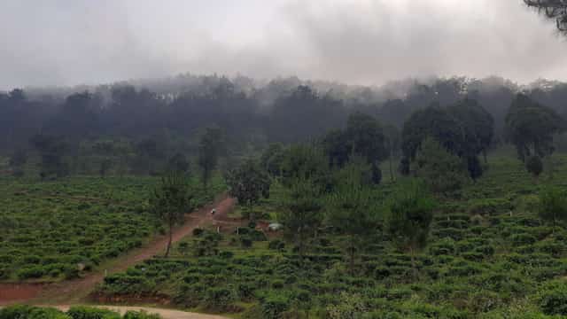 Phình Hồ during ripe rice season