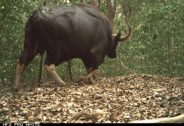 Gaur