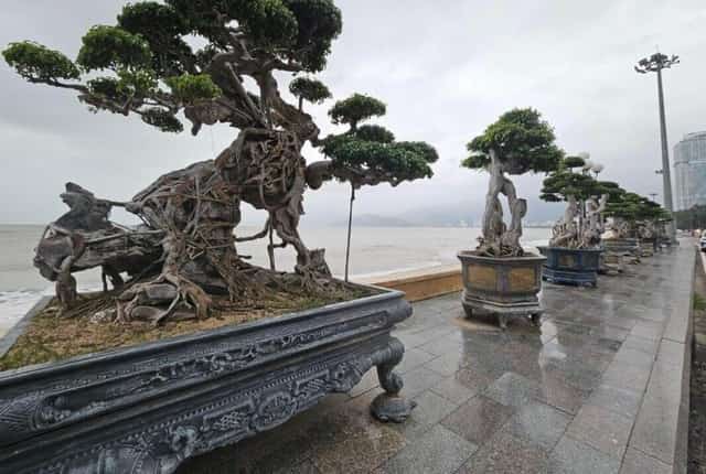Xuan Dieu 通りの歩道沿いに展示された一連のユニークな盆栽