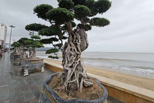 クイニョンの海岸沿いにある美しい古代の盆栽は多くの人を魅了します