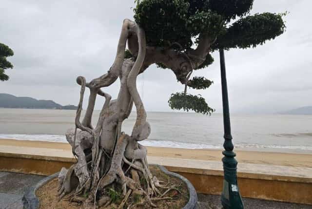 バインの木は四聖観賞植物のひとつとして親しまれており、風水的にも良い意味を持つため、多くの人に愛されています
