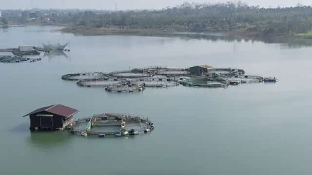 During the dry season, the Kr&ocirc;ng Buk Hạ project operates efficiently, supplying water to thousands of hectares of rice, coffee, and cashew crops, bringing high economic benefits.