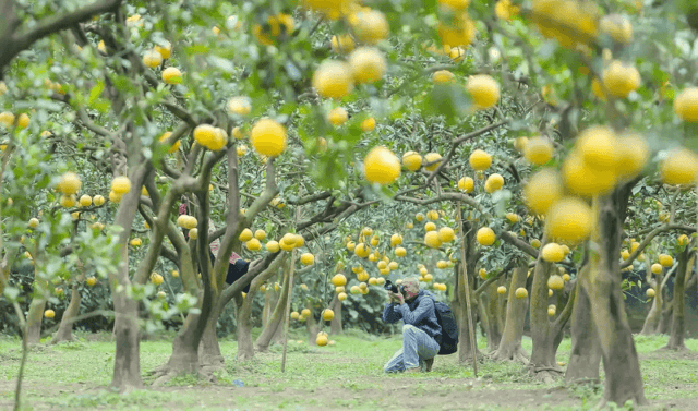 From mid-January, garden owners are busy harvesting fruit to prepare for the Lunar New Year (Tet)