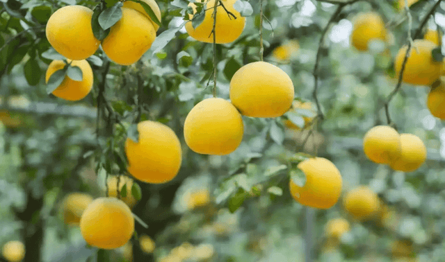 The spacious pomelo garden, with its trees heavily laden with glistening golden fruit, creates a truly impressive sight