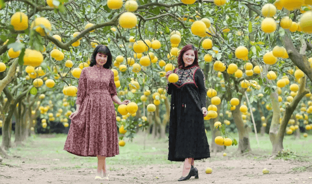 Many visitors travel long distances to the Diễn pomelo capital, eager to 'check-in' and capture truly memorable moments