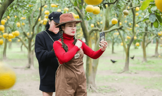 Ms. Mai Thi Hường (50, from Thanh H&oacute;a) visited this pomelo garden to explore, take photos, and purchase pomelos as Tet gifts