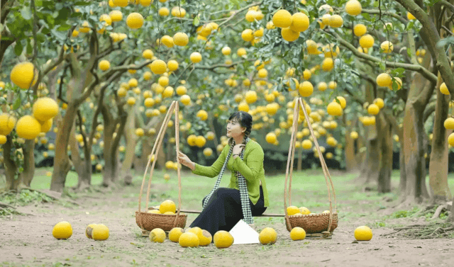 &ldquo;Checking in&rdquo; at a pomelo garden is also a relatively new experience