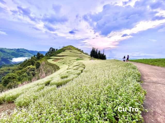 Visiting Núi Tình in Si Ma Cai to see the buckwheat flowers in full bloom around September 2nd