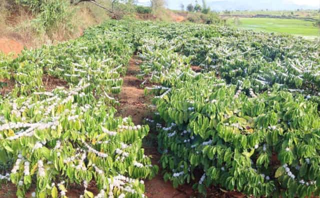 Hoa cà phê nở trắng đồi