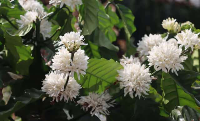 Hoa nở trắng xoá