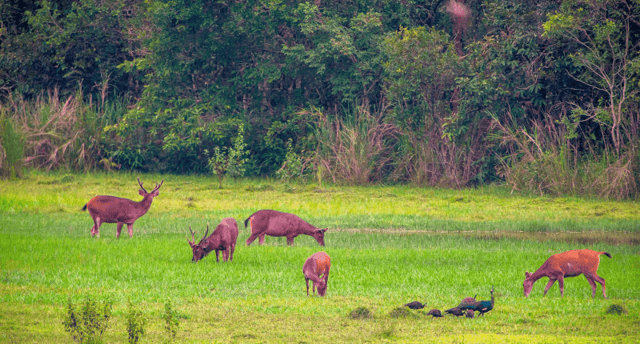 A "wild realm" as vibrant as an "African wildlife world" in Cat Tien National Park