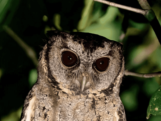 While once considered harbingers of bad omens, owls are now admired by bird enthusiasts