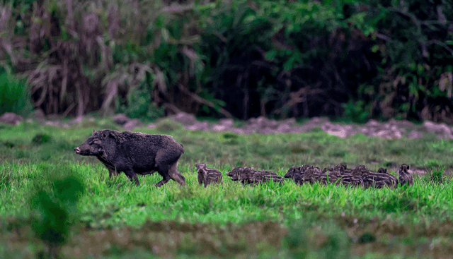 A herd of wild boars in Cat Tien National Park