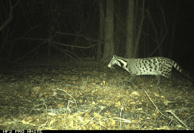 Large-spotted Civet