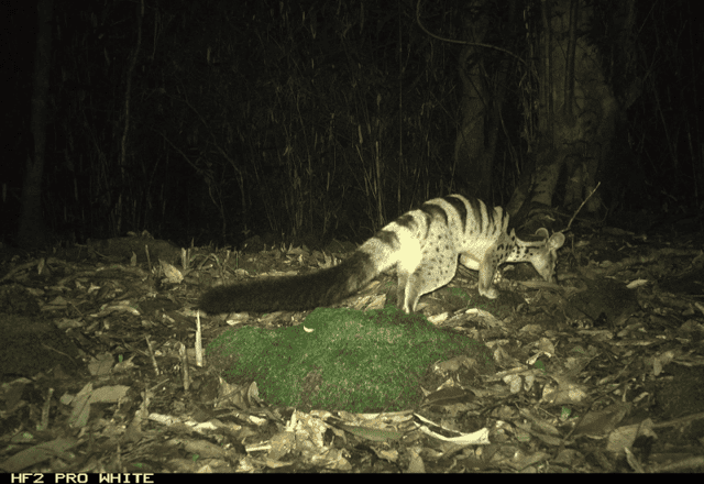 Owston's Civet, scientifically known as Chrotogale owstoni