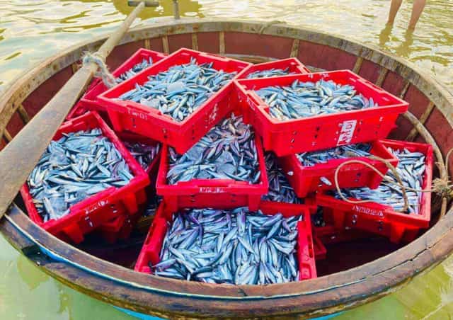 水揚げされたばかりの新鮮な魚