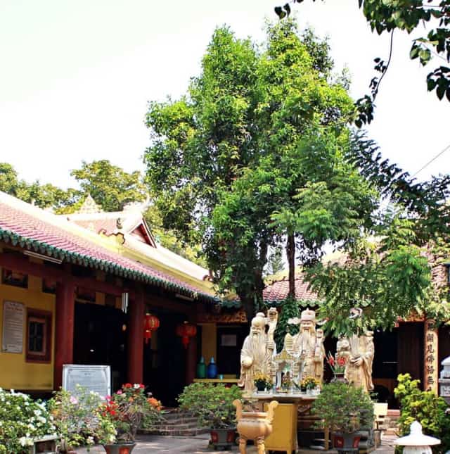 The rare ancient white apricot tree in Ho Chi Minh City, located within Phung Son Pagoda's grounds