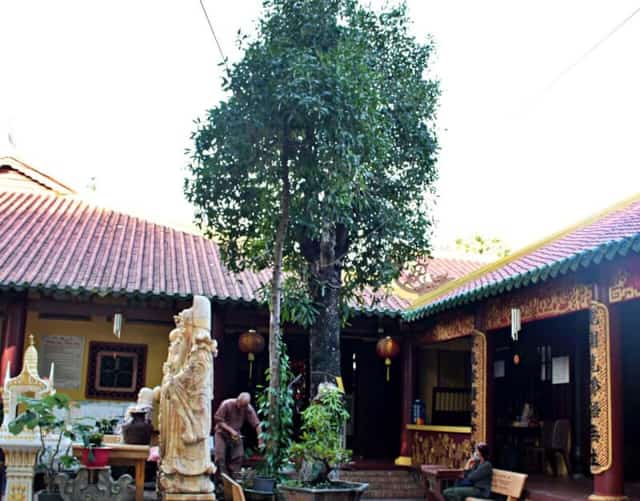 The tree is old, with many dead and dry branches, so it has been neatly pruned