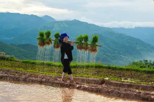 Người dân tranh thủ cấy lúa khi có nước về. (Ảnh: Nam Thái/TTXVN)
