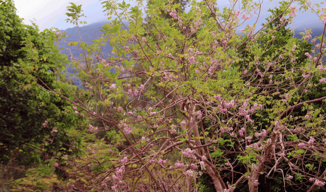 The blooming season of 'đỗ mai' flowers – a distinctive species of the sunny and windy Bà Rịa Vũng Tàu coastal region – seen within Hàng Dương Cemetery.