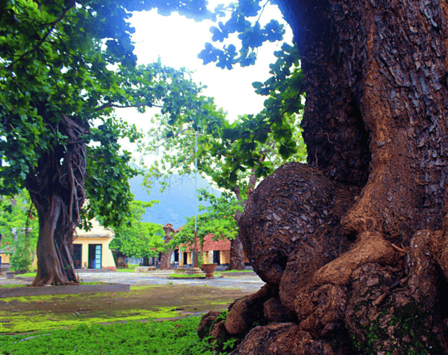 Ancient Indian almond trees – silent witnesses to Côn Đảo's history.
