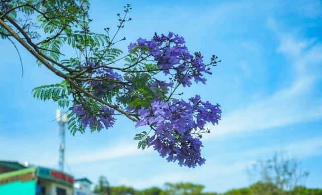 紫のホウオウボクの開花時期は、通常、年初から7月〜8月まで続きます。