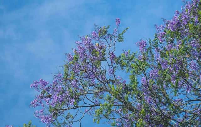 晴れた日には、山間の街の空に紫のホウオウボクの花びらが美しく咲き誇る様子を簡単に見つけることができます。