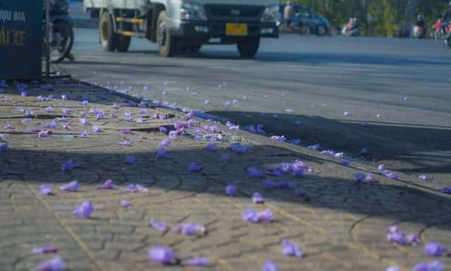この花の紫色は、優しく、どこか物悲しい美しさを帯びています。