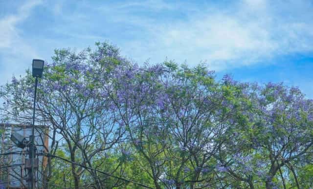 新年の始まりには、紫のホウオウボクが「千の花の街」ダラットの穏やかな風景に、さらなる彩りを添えます。