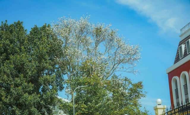 バウヒニアの花にまつわる伝説によると、バンという娘とクムという青年がいました。