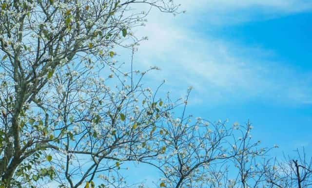 ダラットでは、白いバウヒニアは主に3つの主要な通り沿いに多く植えられています。それは、チャンフー通り &ndash; ダラット大聖堂（ニワトリ教会） &ndash; 第2宮殿です。